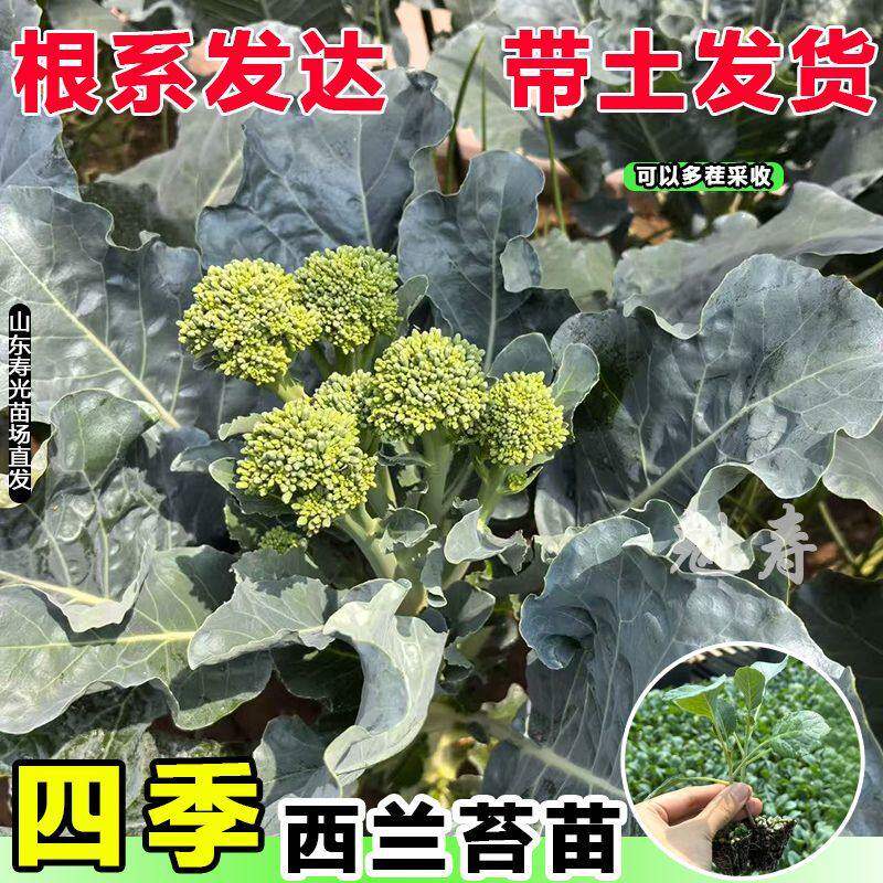 西兰苔秧苗洋芥种籽蓝秋季
