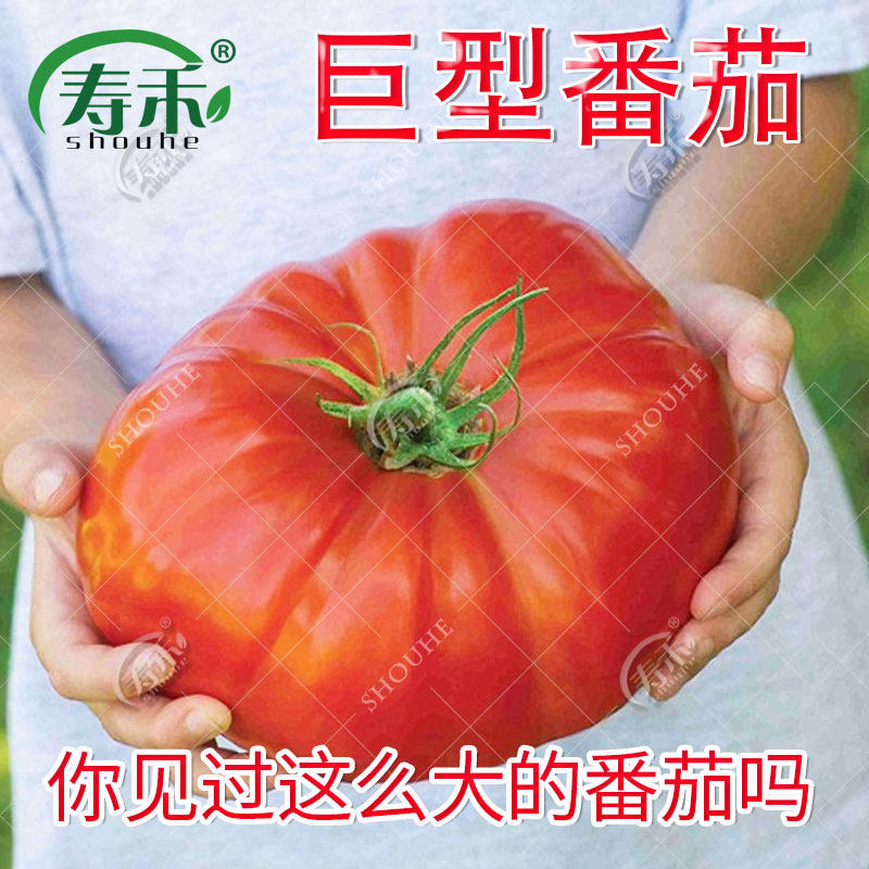 欧洲巨型牛排番茄种子老