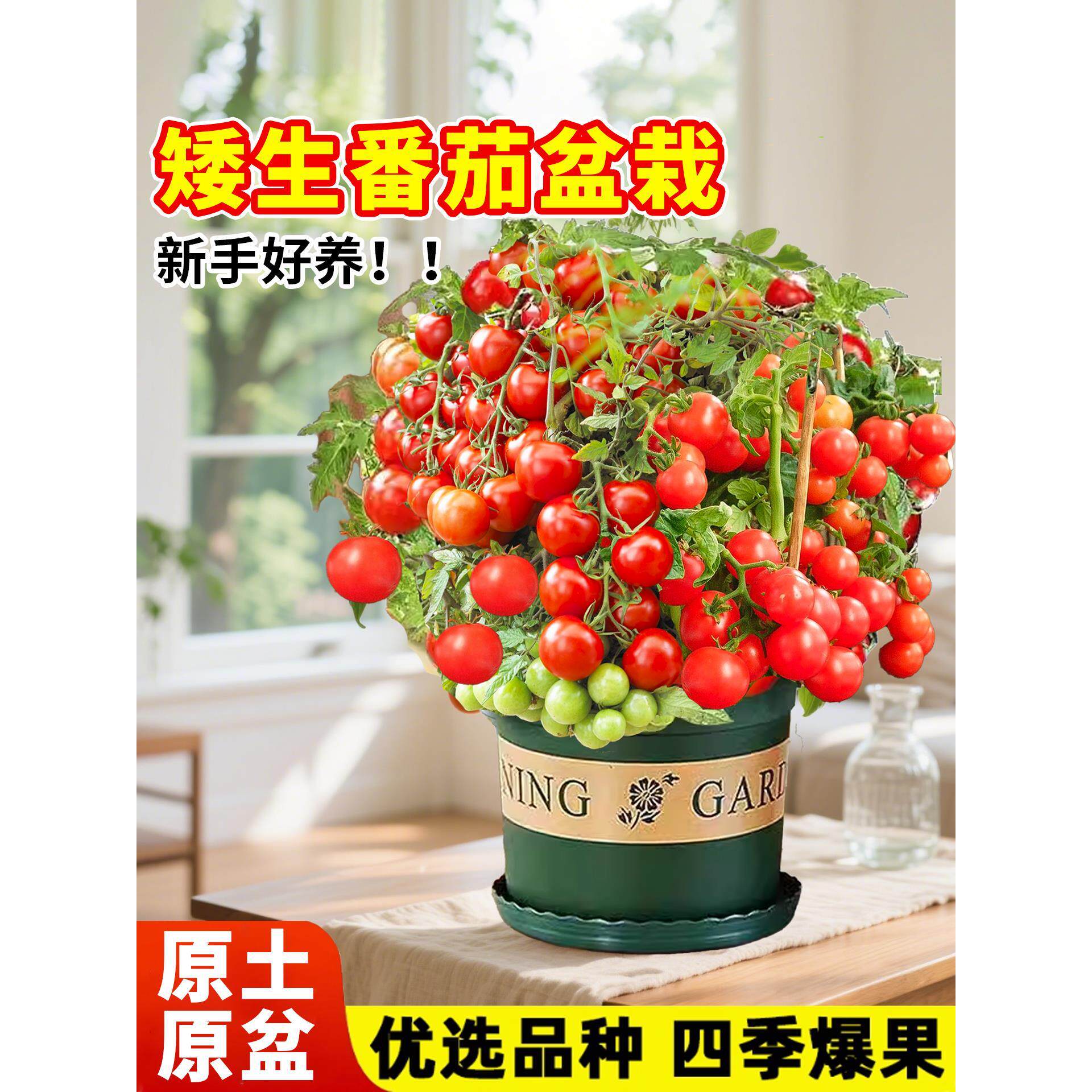 矮生小番茄苗秧盆栽带花果