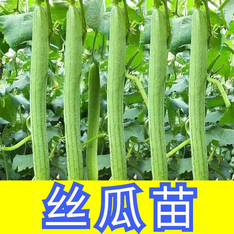 肉长丝瓜秧苗特长丝瓜苗子四季