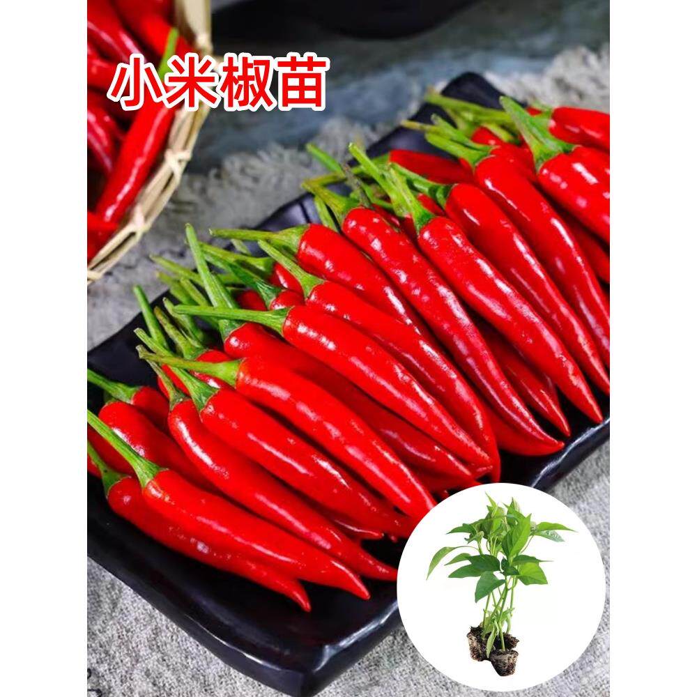 红色小米椒苗尖辣种朝天指