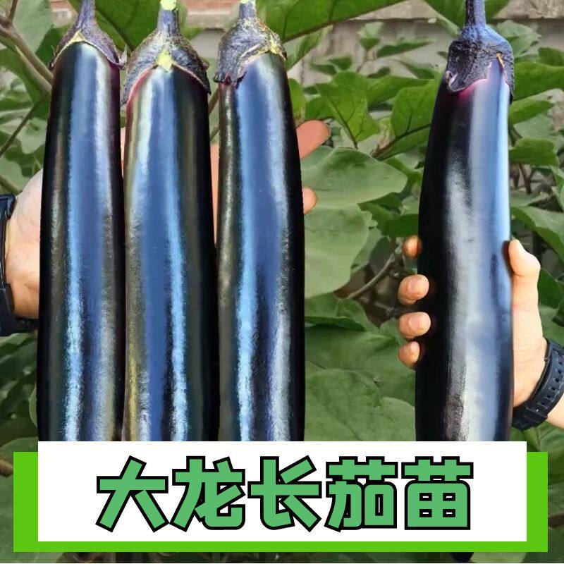 改良大龙长茄种子紫把紫萼长茄种籽嫁接茄子苗紫黑色四季蔬菜包邮