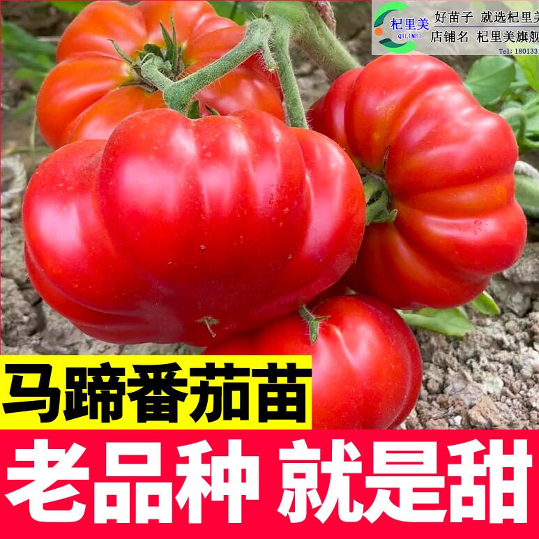 老品种马蹄番茄孑秧苗丑柿