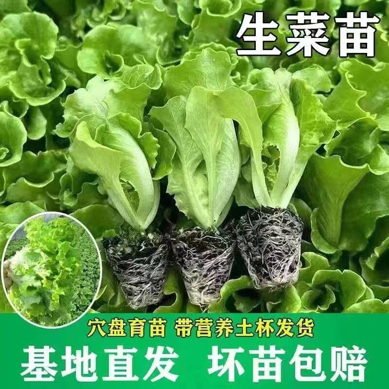 生菜苗奶油意大利直立速秧
