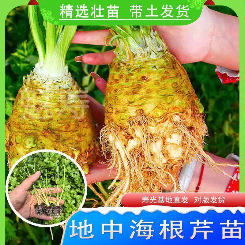 寿光根芹种苗秧高产菜子雪