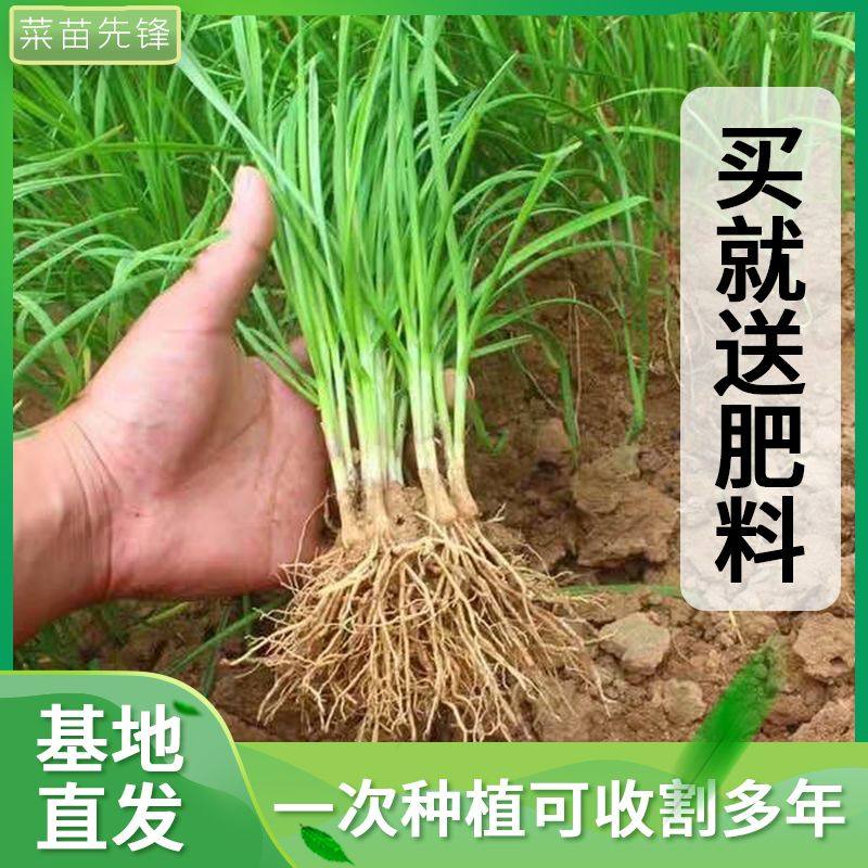 现挖紫根韭菜苗细叶小香红