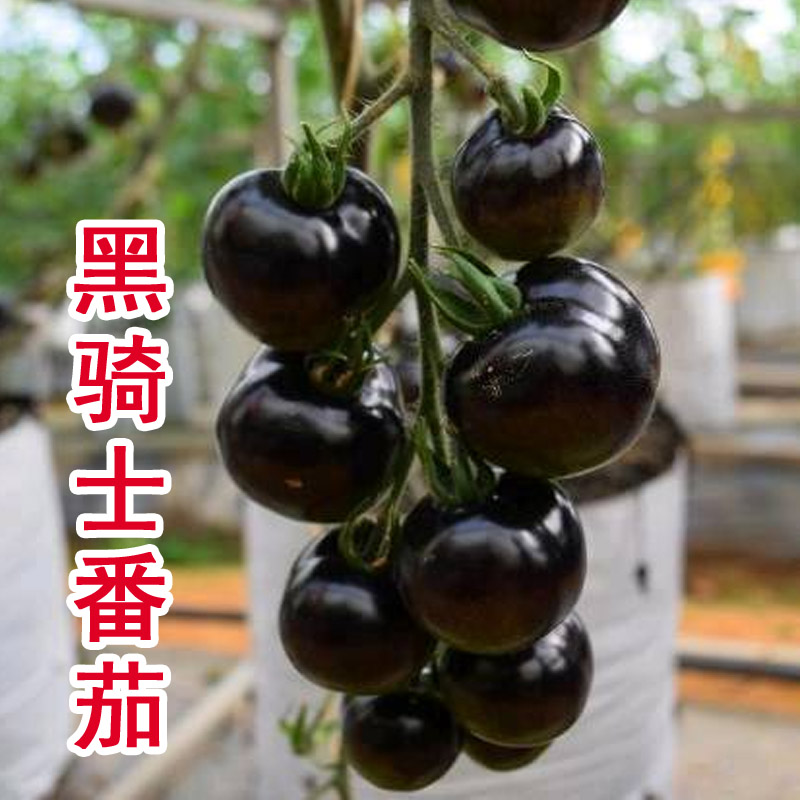 黑番茄种子骑士樱桃四季西