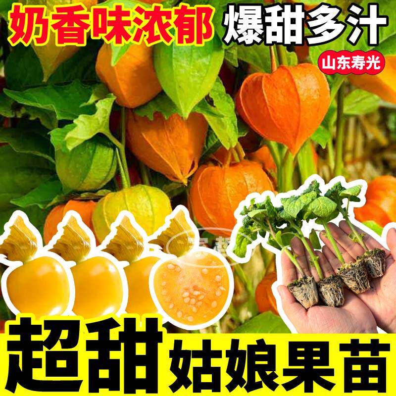 超甜姑娘果苗秧东北奶香菇