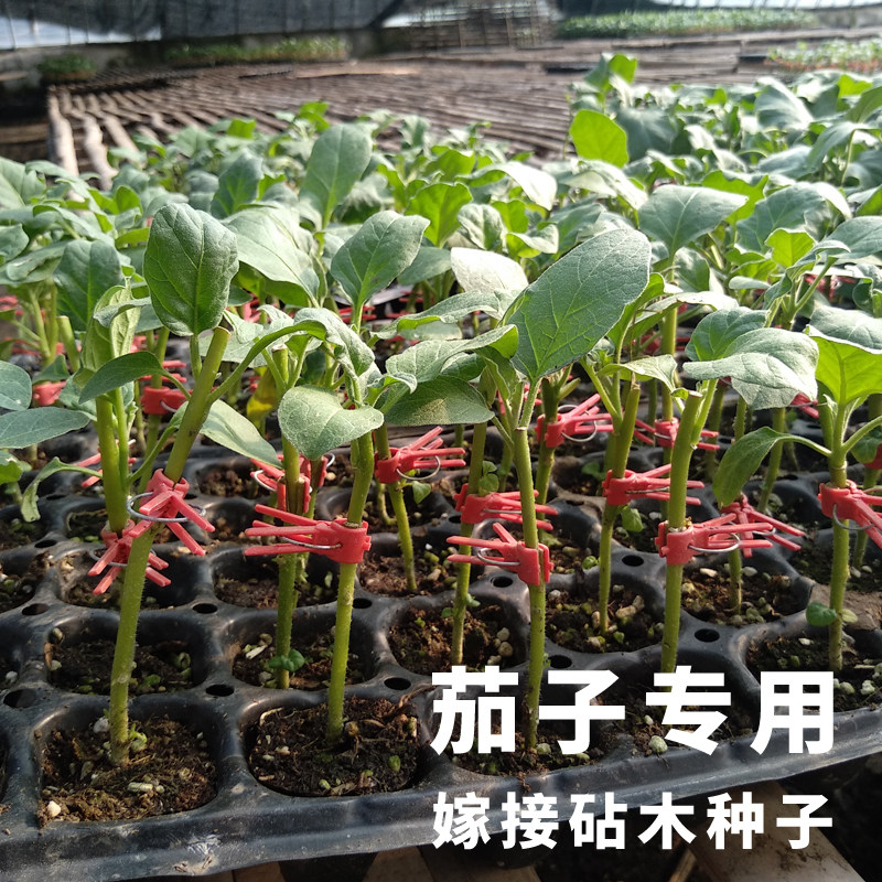 茄子嫁接砧木种改良托鲁巴