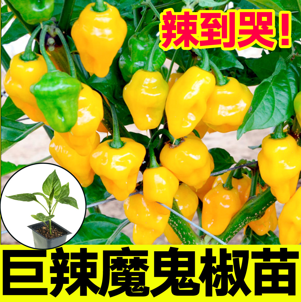 巨辣红黄魔鬼椒苗秧变态印
