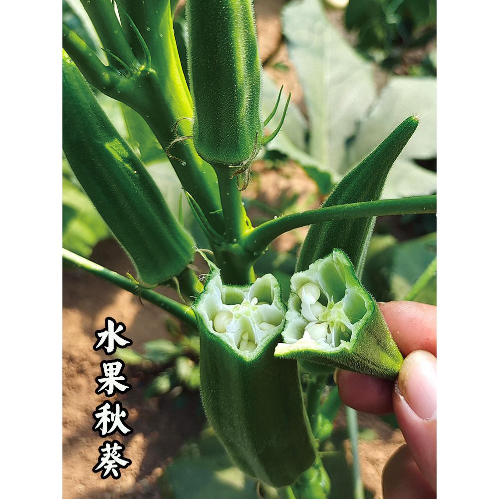 水果秋葵种子籽苗高产四季