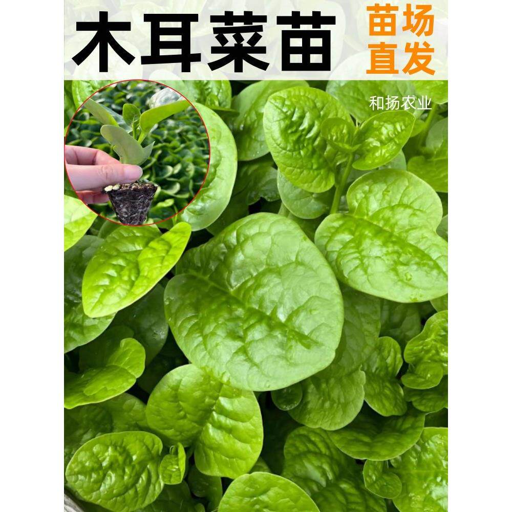 寿光木耳菜苗秧高产大叶种