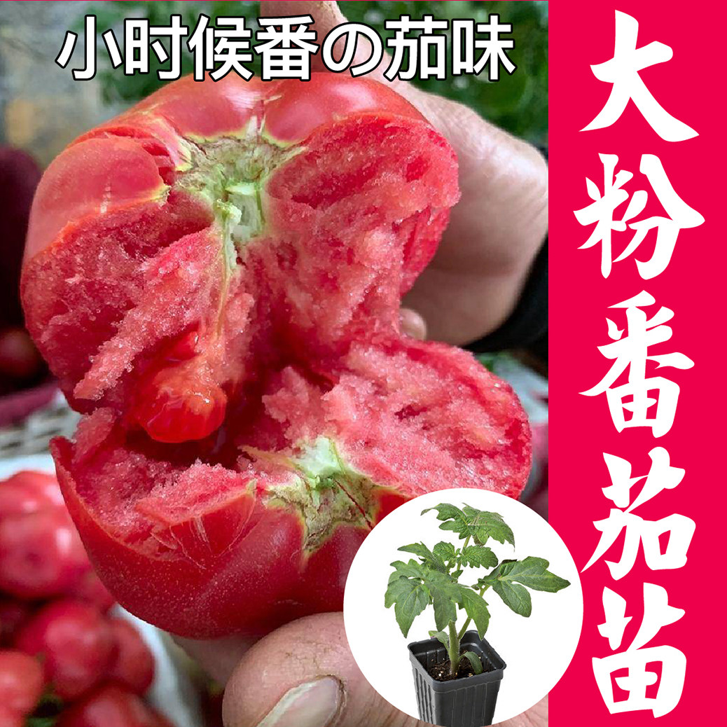 大果粉冠番茄苗秧四季盆栽