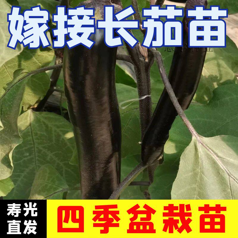 嫁接长茄秧苗茄子苗四季盆栽阳台