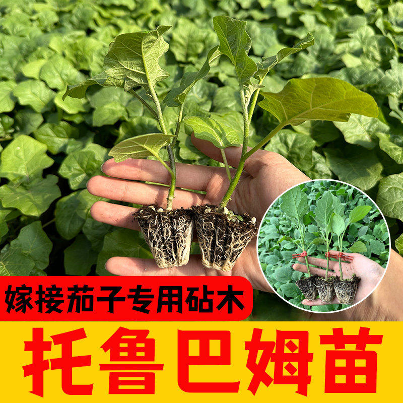 日本茄子砧木托鲁巴姆种