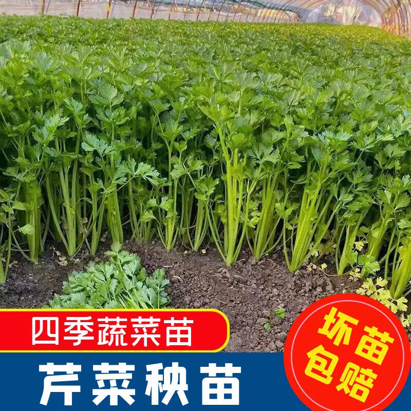 皇后西芹秧苗苗子四季高产苗西芹图片