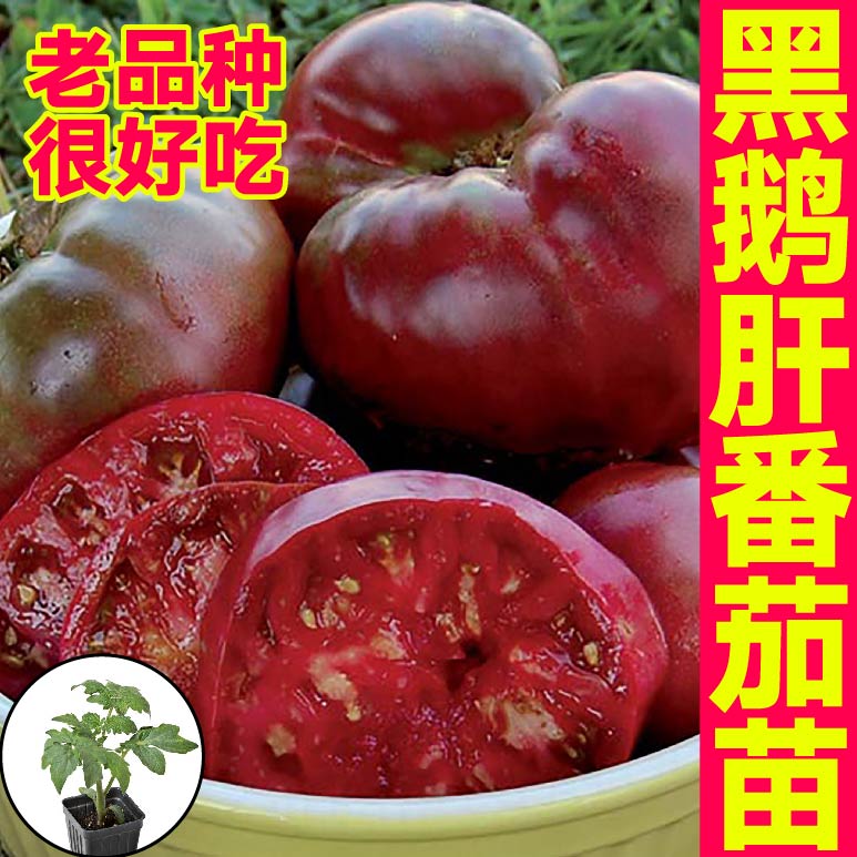 寿光老品种黑鹅肝番茄苗秧