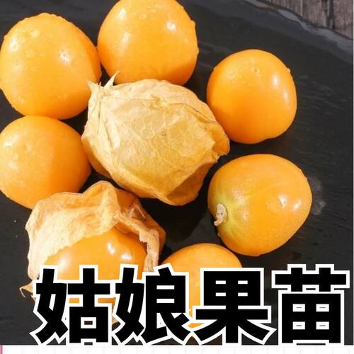 黄姑娘秧苗苗子四季蔬菜苗