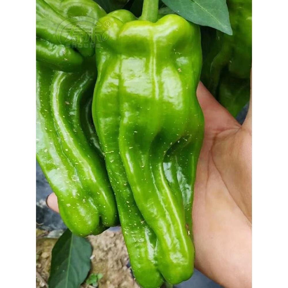 大果型薄皮辣椒种子籽新品