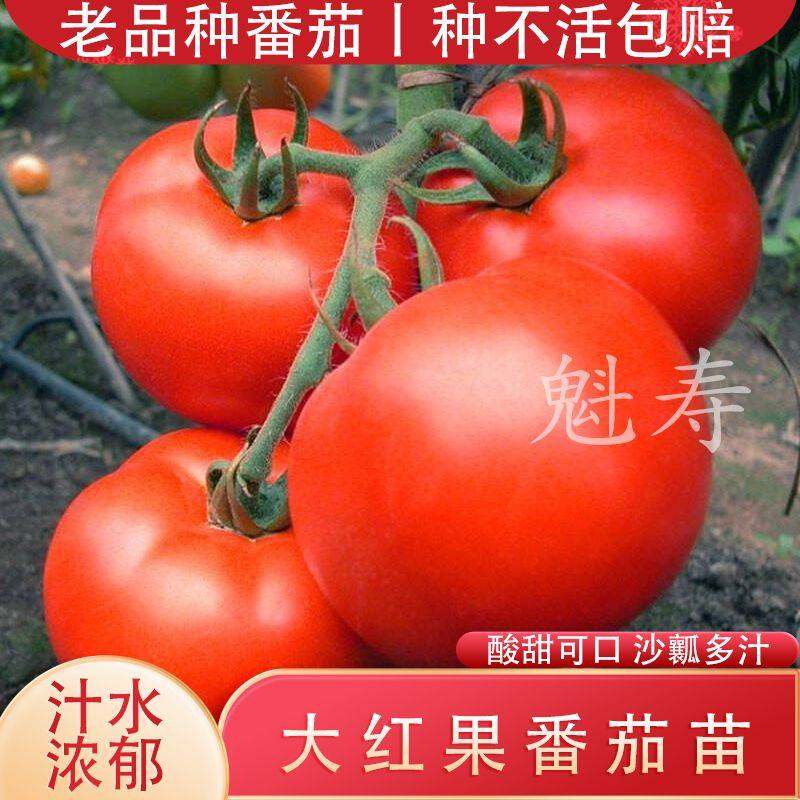 石头番茄种子苗大红西红柿种苗大硬果秧苗蔬菜孑大棚种植秧菜苗