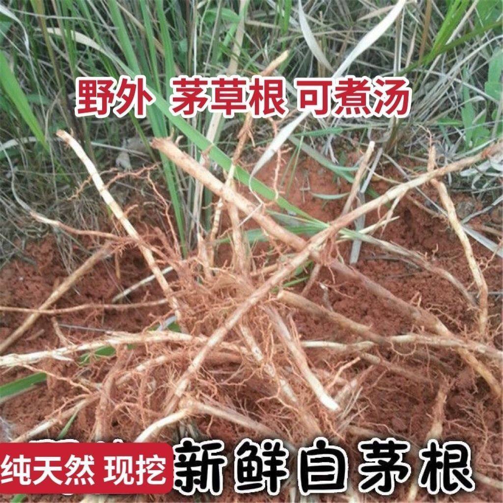 甜草根江西新鲜茅草根白茅根茅根草茅根干茅根煲汤煮水泡脚泡澡