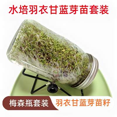 水培羽衣甘蓝芽苗种子无土栽培四季室内芽苗菜梅森瓶发芽快口感好