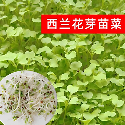 当季西兰花芽苗种子水培种植净籽