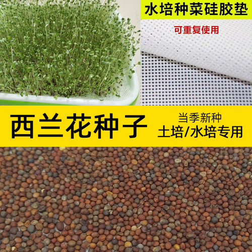 育苗盘水培西兰花芽苗菜
