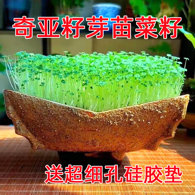 水培奇亚籽芽苗菜种子包邮