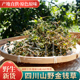 金钱草中草药结石肾500g四川野生叶金钱草水洗过路黄干货新货