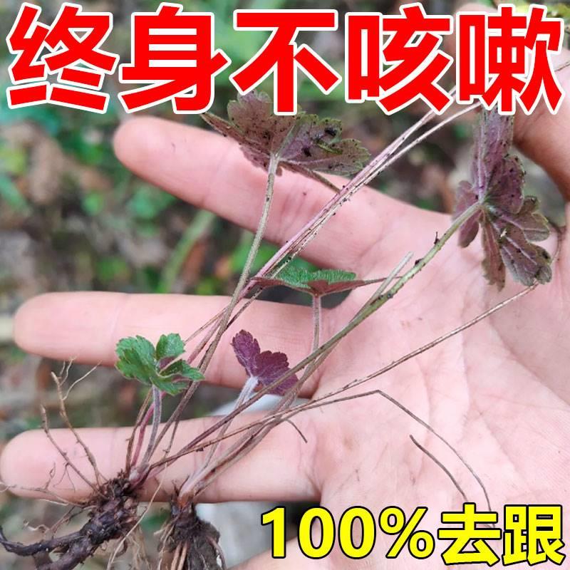 【50倍止咳润肺】止咳贴特效咳嗽清肺化痰神器小儿成人平喘润肺JY 个人护理/保健/按摩器材 宝宝哄睡仪/哄睡器/睡眠仪 原图主图