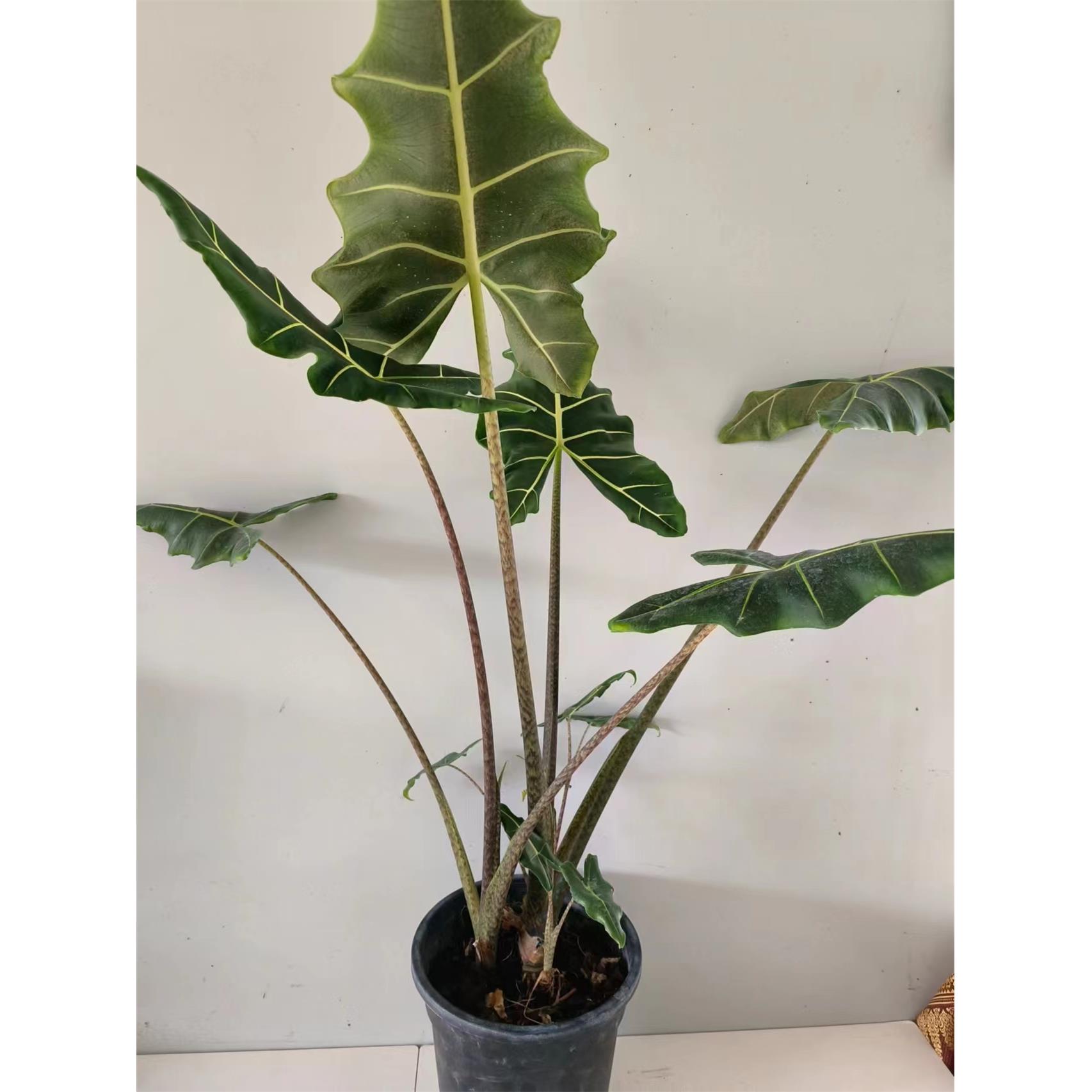 萨利安海芋大型网红室内客厅观叶趣味盆栽绿植植物超划算