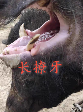 韶关山猪肉新鲜5斤现杀发猪肚