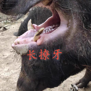 顺丰山猪肉新鲜5斤现杀野猪肉排骨前腿肉尾巴猪肚后腿肉猪手猪心