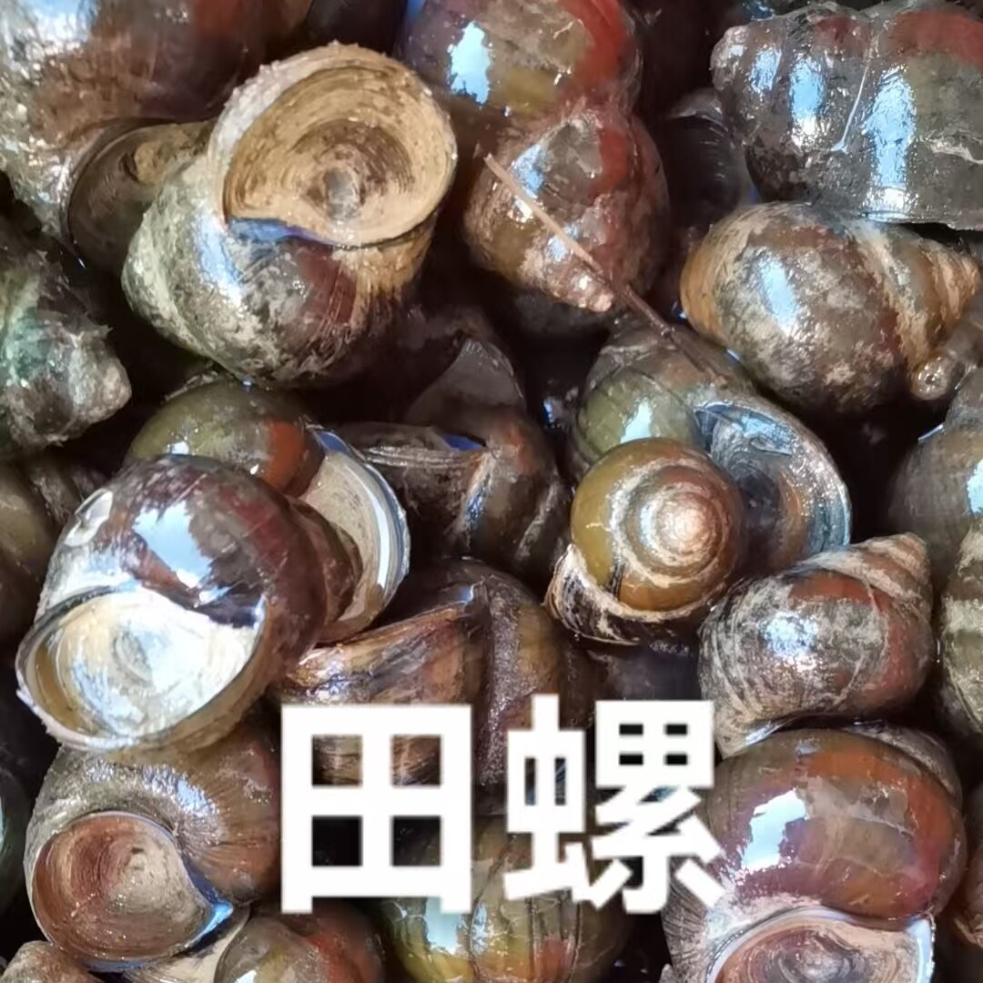 顺丰韶关野的生的鲜活中小田螺5斤炒焖煲汤鲜美现捡发泥螺山泉水
