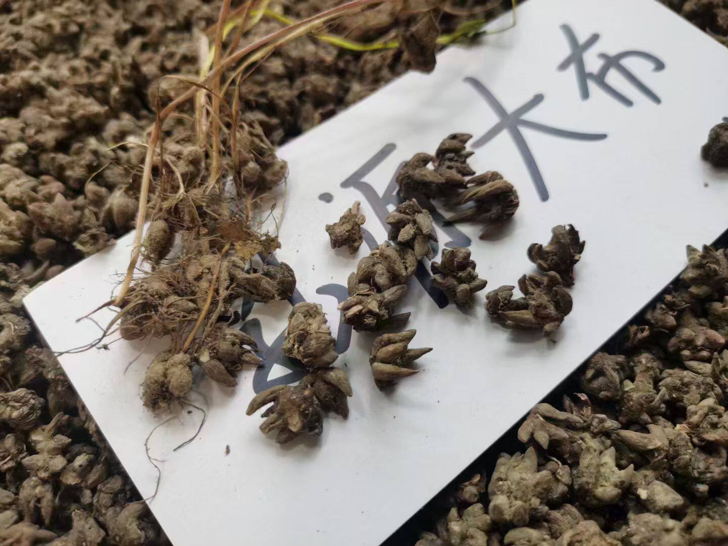 广东野生猫爪草水洗三叶猫爪儿草小毛茛三散草散节汤茶煲汤中药材