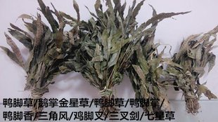 250g装 客家野生鸭脚草 草药 三叉剑 三角风 七星草 鸡脚叉 鸭脚香