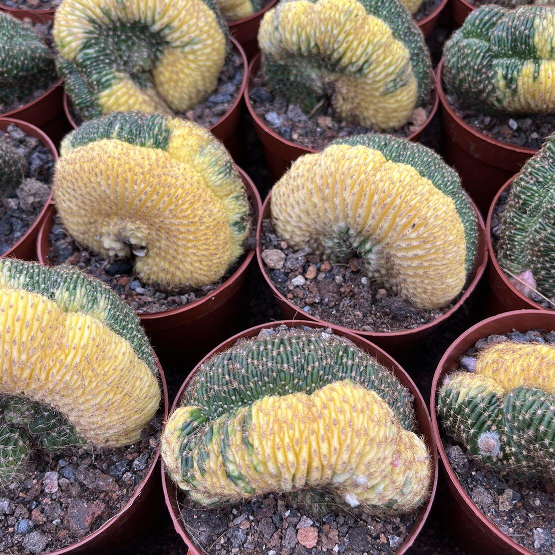 漳州嘟嘟仙人球【黄仙玉锦】嫁接批 发量大