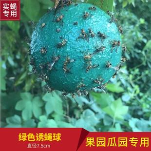 瓜果实蝇针峰实蝇粘胶板绿色黄色诱蝇球果园瓜园专用粘虫板诱虫板