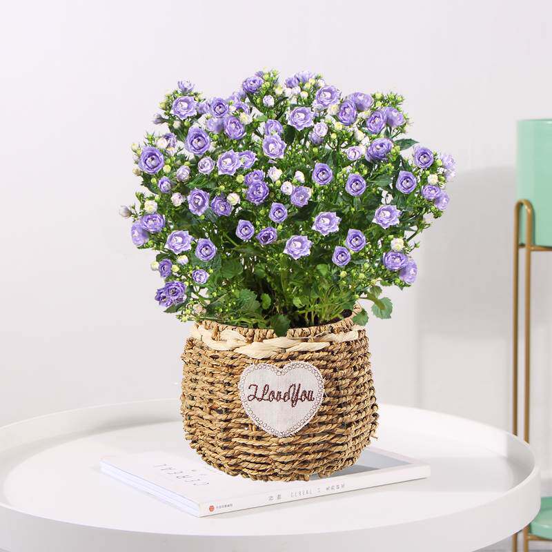 丹麦风铃花盆栽室内植物带花苞重瓣梦露花苗阳台庭院四季花卉绿植