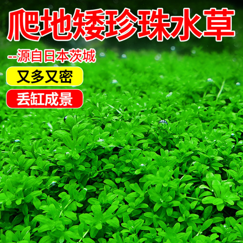 前景狂魔-果然名不虚传-珍珠水草