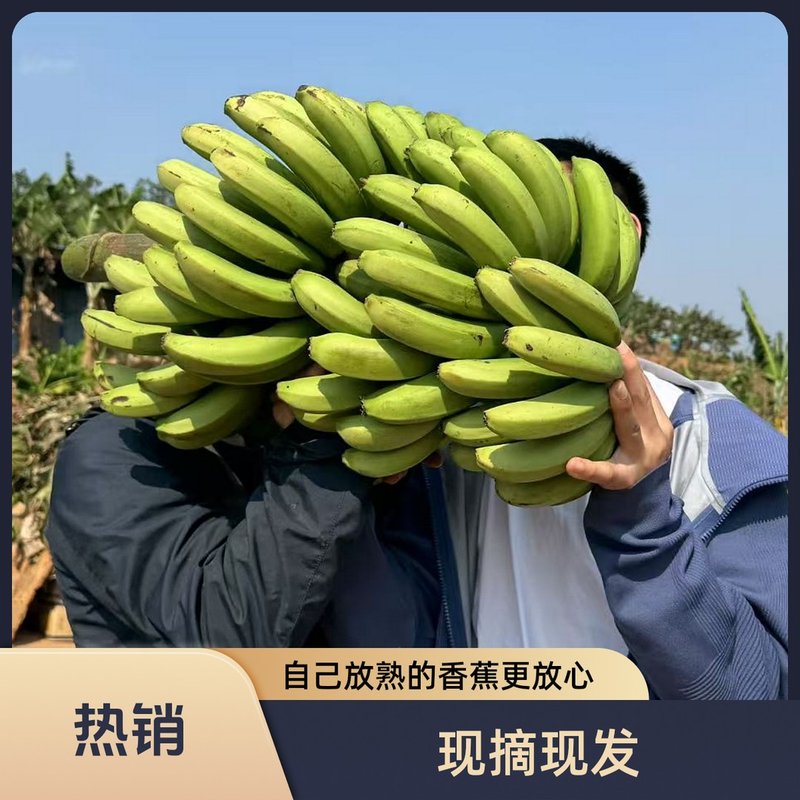 放软后食用大小都有云南高山青皮香蕉不打保鲜剂/不洗澡