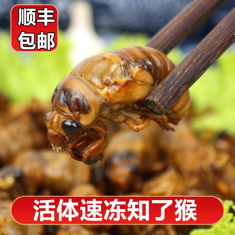 2026山东大知了猴复眼活体速冻金蝉爬叉油炸新鲜知了瘦肉
