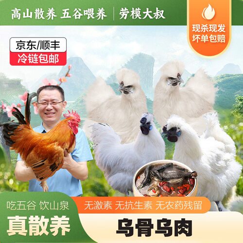 [买2赠1]劳模大叔(白凤乌鸡土鸡)散养白凤乌鸡单只净重550-900g