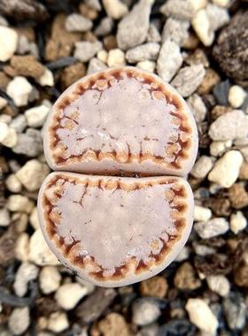 C217饼干全窗糖霜奶盖生石花寿丽玉系列多肉植物番杏科