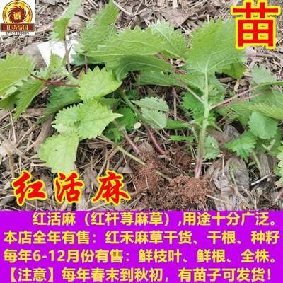 红麻 红禾麻种苗包邮 四苗川杆荨麻草苗子ANT红活火麻红河麻栽种