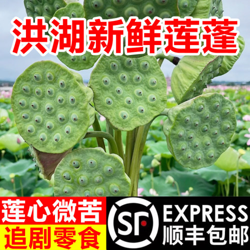 生吃去芯当季新鲜莲蓬水果莲蓬