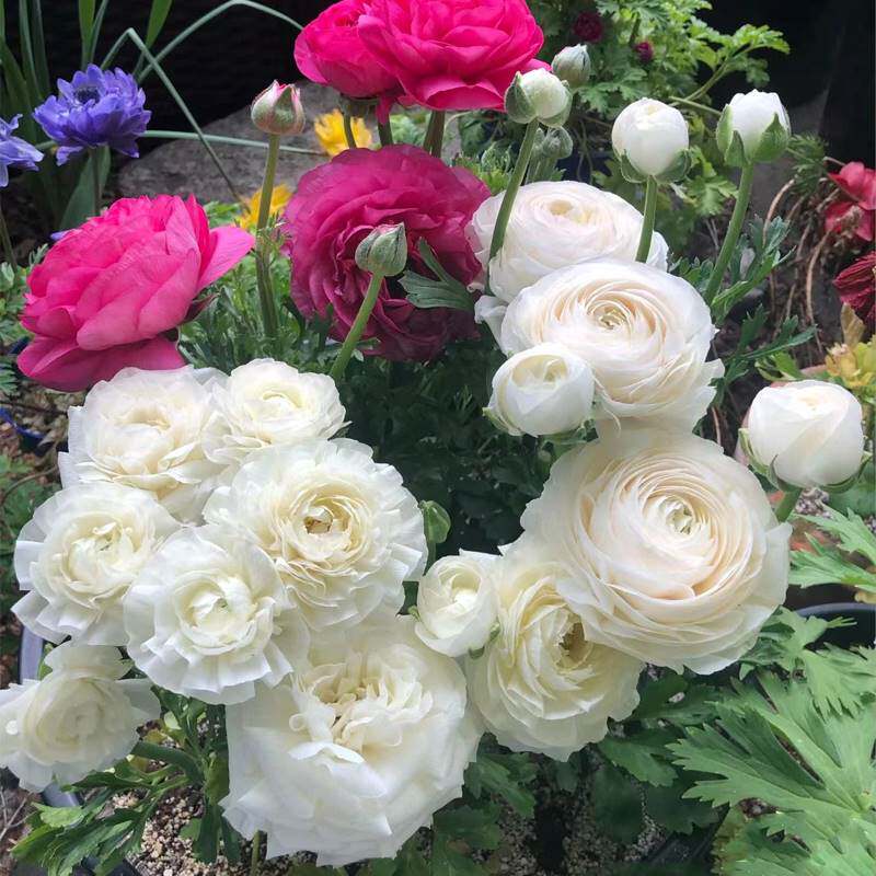 进口重瓣花毛茛种球四季盆栽冬季好养易活花卉植物室内花芹叶牡丹