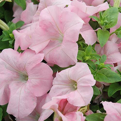 3株直立矮牵牛种苗阳台庭院室内外爆花盆栽易种活花苗四季种开 花