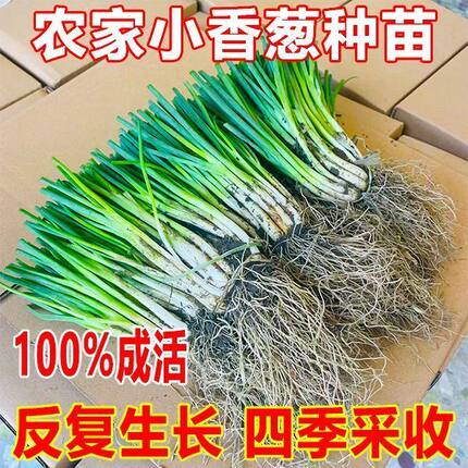 广西正宗耐寒抗病四季小香葱根苗小细葱秧苗室内外种植秋冬天菜苗